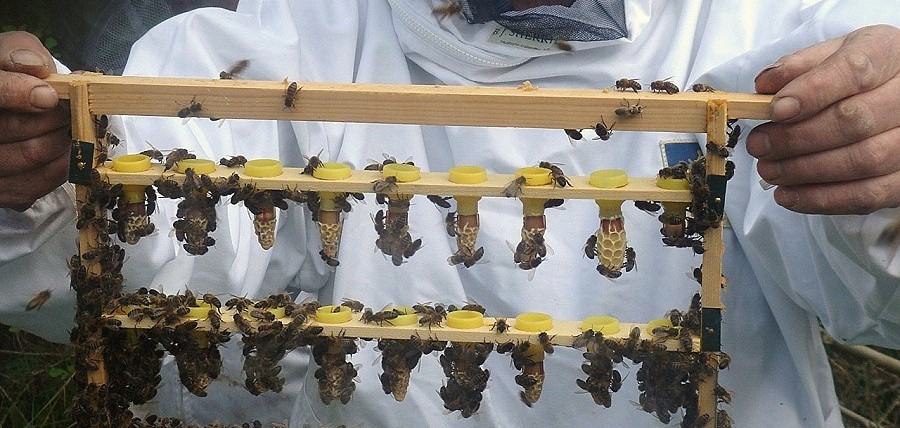 Bee Improvement Workshop