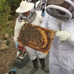 Westport Beekeepers Apiary practical's,