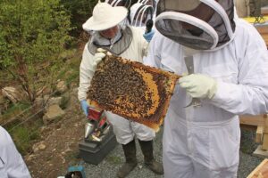Westport Beekeepers Apiary practical's,