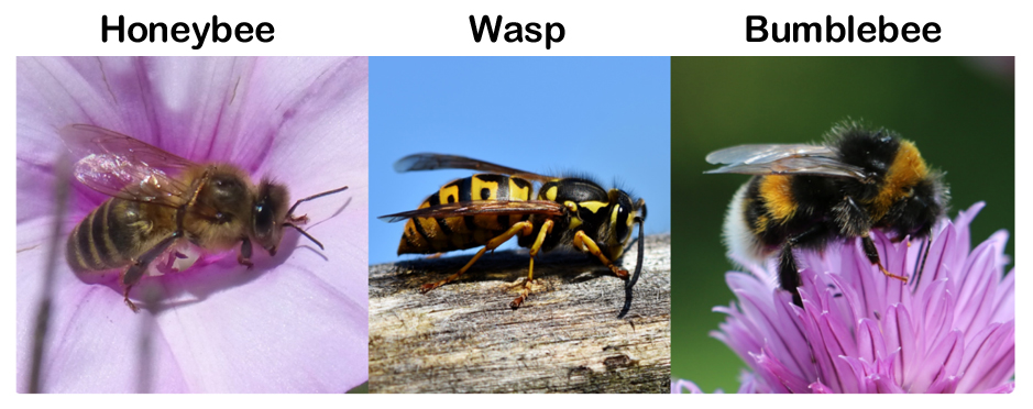 How to identify the Honeybee